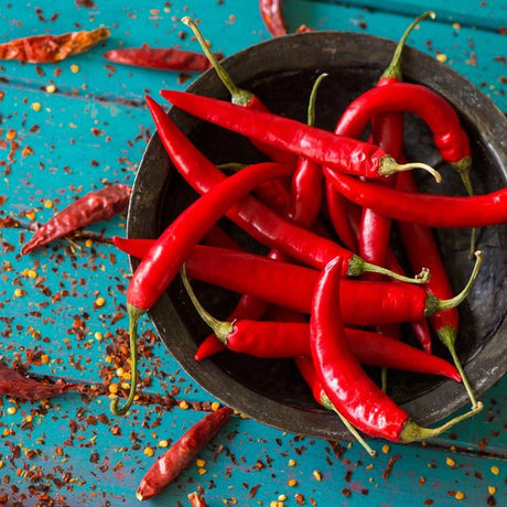 Chilischote
