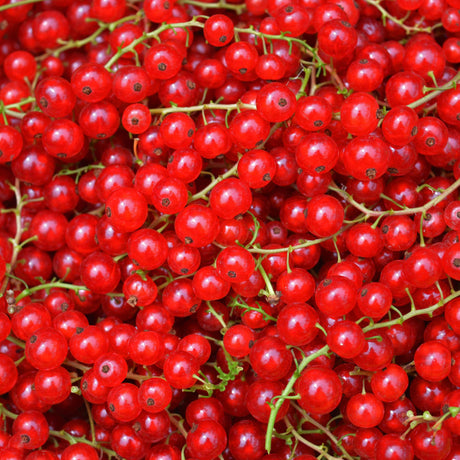 Rote Johannisbeeren